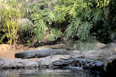 LORO PARK: ALIGATORES 