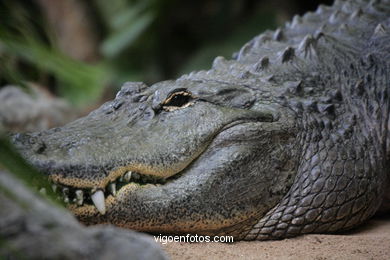 Crocodiles (parc de perroquets)