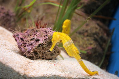 Seahorses (Parrot Park)