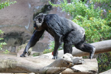 LORO PARK: CHIMPANCES 