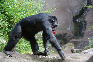 LORO PARK: CHIMPANCES 