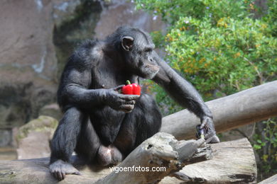 LORO PARK: CHIMPANCES 