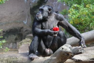 LORO PARK: CHIMPANCES 