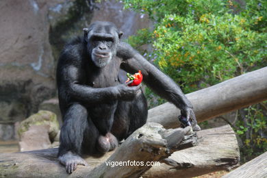 LORO PARK: CHIMPANCES 