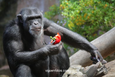 LORO PARK: CHIMPANCES 