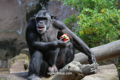 LORO PARK: CHIMPANCES 