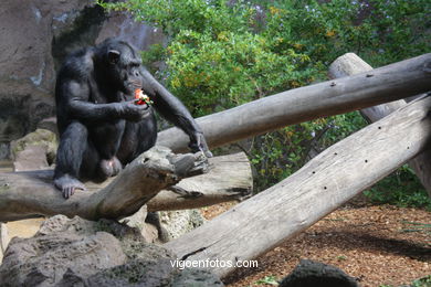 LORO PARK: CHIMPANCES 