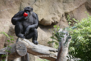 LORO PARK: CHIMPANCES 