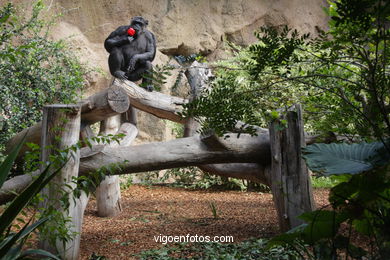 LORO PARK: CHIMPANCES 