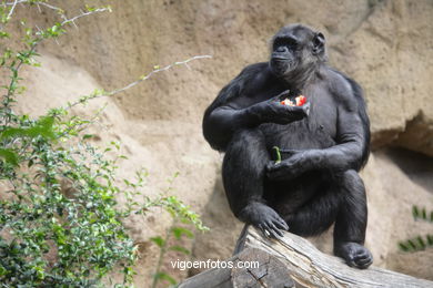 LORO PARK: CHIMPANCES 