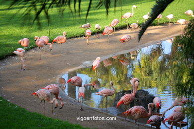 LORO PARK: FLAMENCOS 