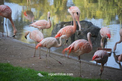 LORO PARK: FLAMENCOS 