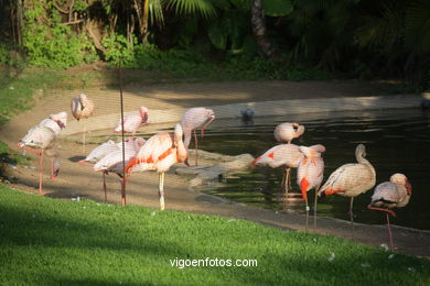 LORO PARK: FLAMENCOS 