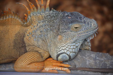 Iguanes (parc de perroquets)