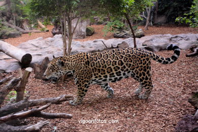 LORO PARK: JAGUARES 