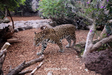 LORO PARK: JAGUARES 