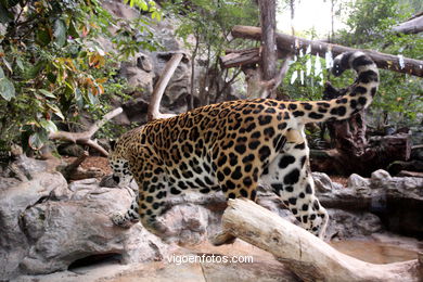 Jaguar (parc de perroquets)