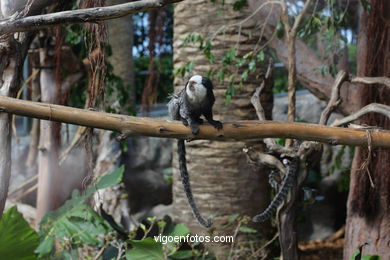 Graciosos Titís (Loro Park)