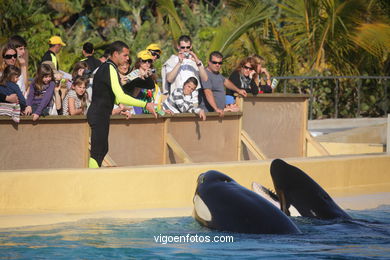 LORO PARK: ORCAS 