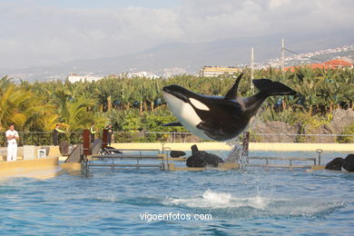 LORO PARK: ORCAS 