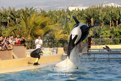 LORO PARK: ORCAS 