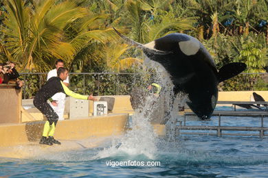 LORO PARK: ORCAS 