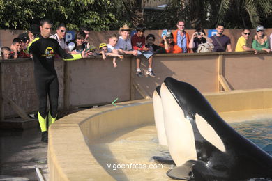 LORO PARK: ORCAS 