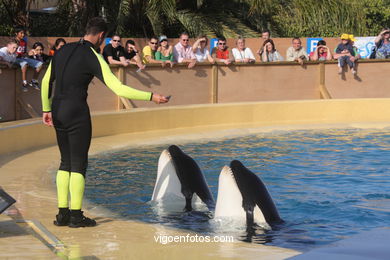 LORO PARK: ORCAS 