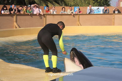 LORO PARK: ORCAS 