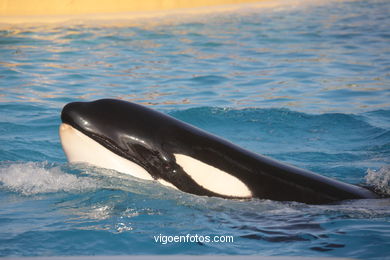 LORO PARK: ORCAS 