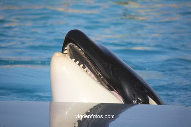 LORO PARK: ORCAS 