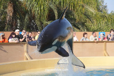 LORO PARK: ORCAS 