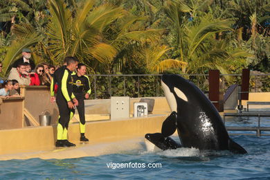 LORO PARK: ORCAS 