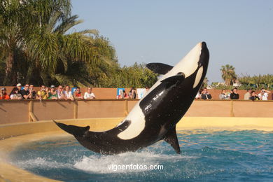 LORO PARK: ORCAS 