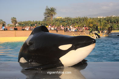 LORO PARK: ORCAS 