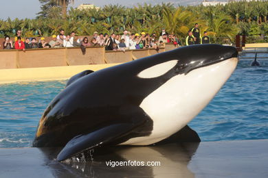 LORO PARK: ORCAS 