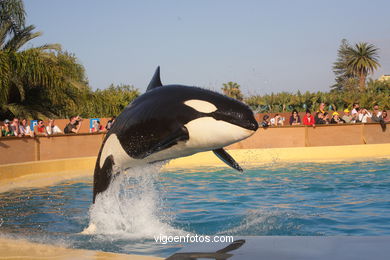 LORO PARK: ORCAS 