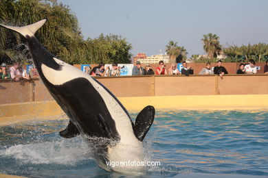 LORO PARK: ORCAS 