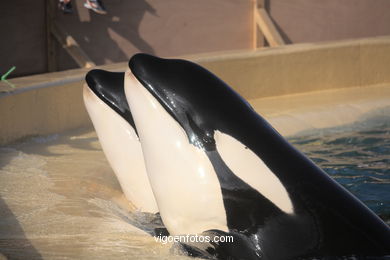 Orcas (Loro Park)