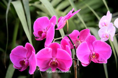 Orquídeas (Loro Park)