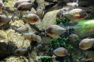 LORO PARK: PECES 