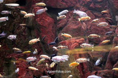 Aquariums (parc de perroquets)