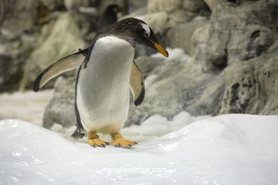 Penguins (parco dei pappagalli)