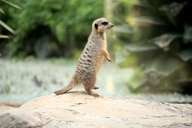 Meerkats (parco dei pappagalli)