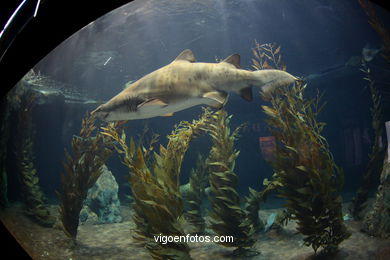 LORO PARK: TIBURONES 