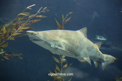 LORO PARK: TIBURONES 