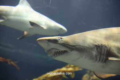 Requins (parc de perroquets)