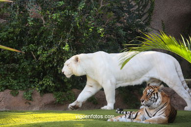 LORO PARK: TIGRES 