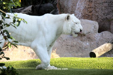 LORO PARK: TIGRES 