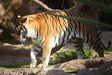 LORO PARK: TIGRES 